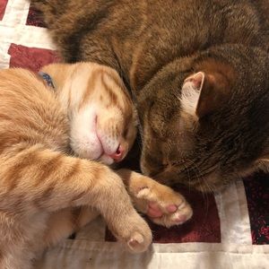 Meet Lucy and Murphy!